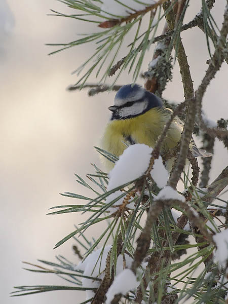 Sinitiainen, Blue Tit, Cyanistes caeruleus
